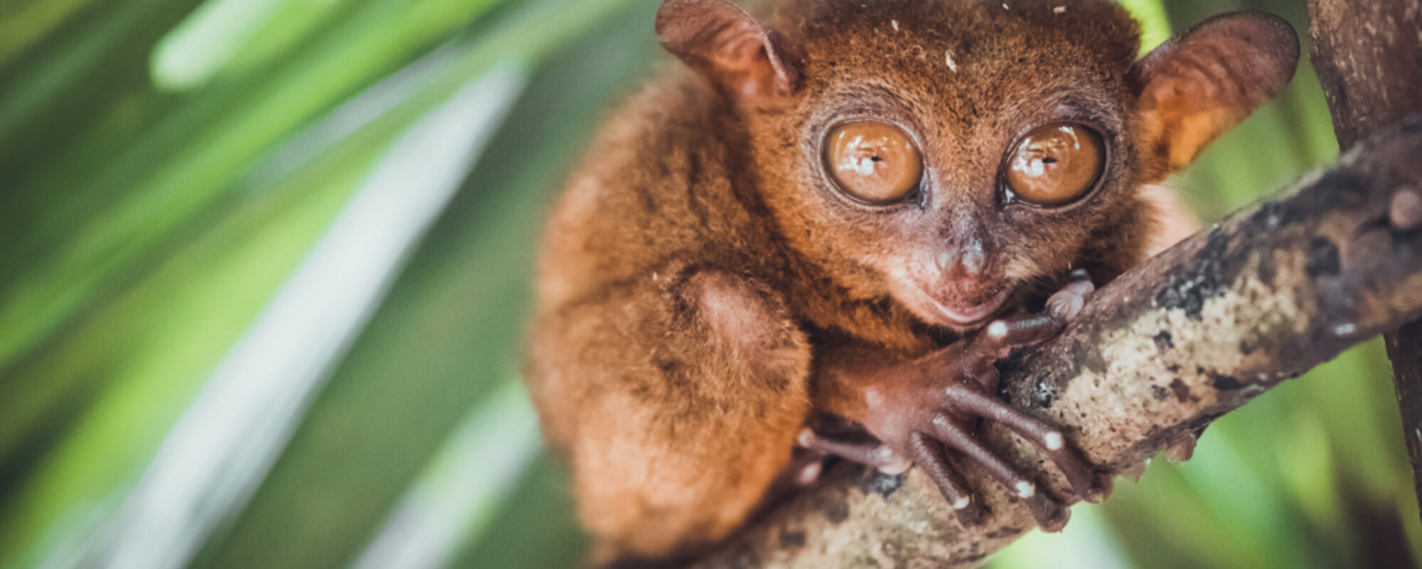 Top 10 WeirdestLooking Animals Zadavaka.us