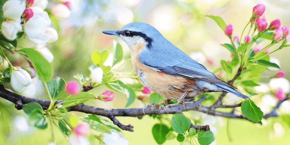Spring is a beautiful season