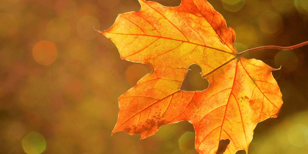 Fall is a beautiful season