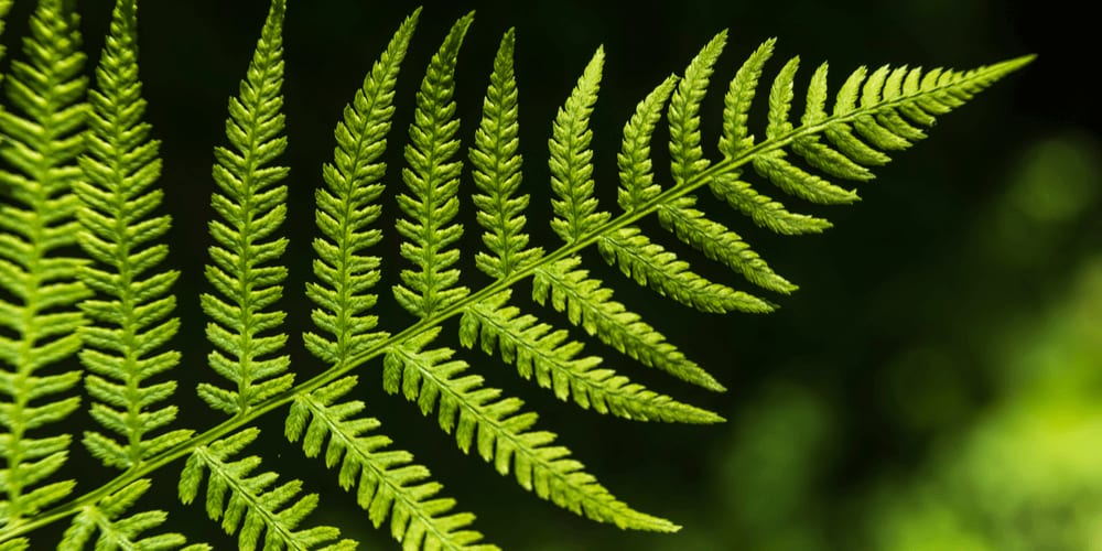 Barsnaley Fern is a natural fractal