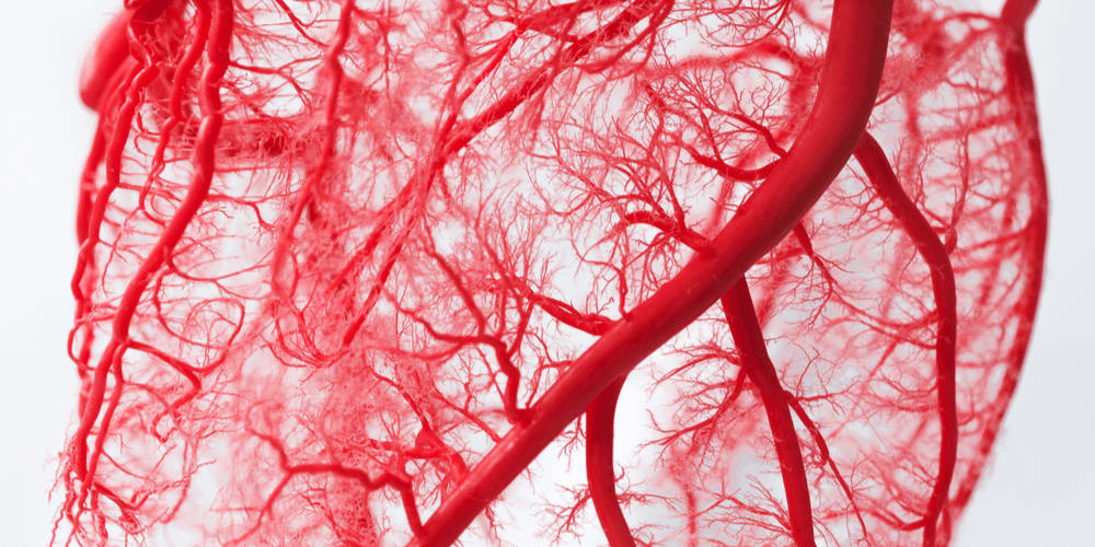 Blood vessels are a natural fractal