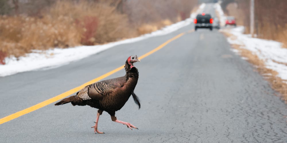 Simple Driving Tips to Beat Thanksgiving Traffic