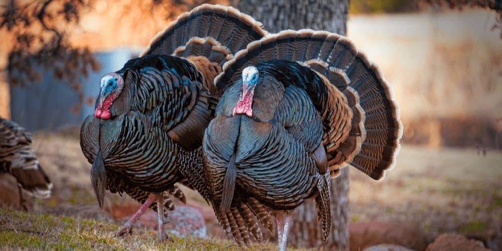 Only male turkeys can gobble.