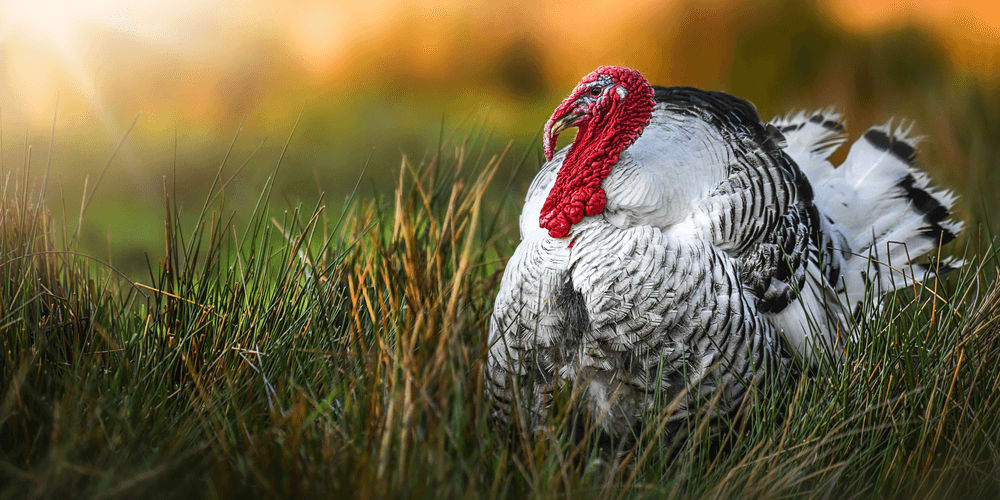 The heaviest turkey on record weighed 86 pounds.