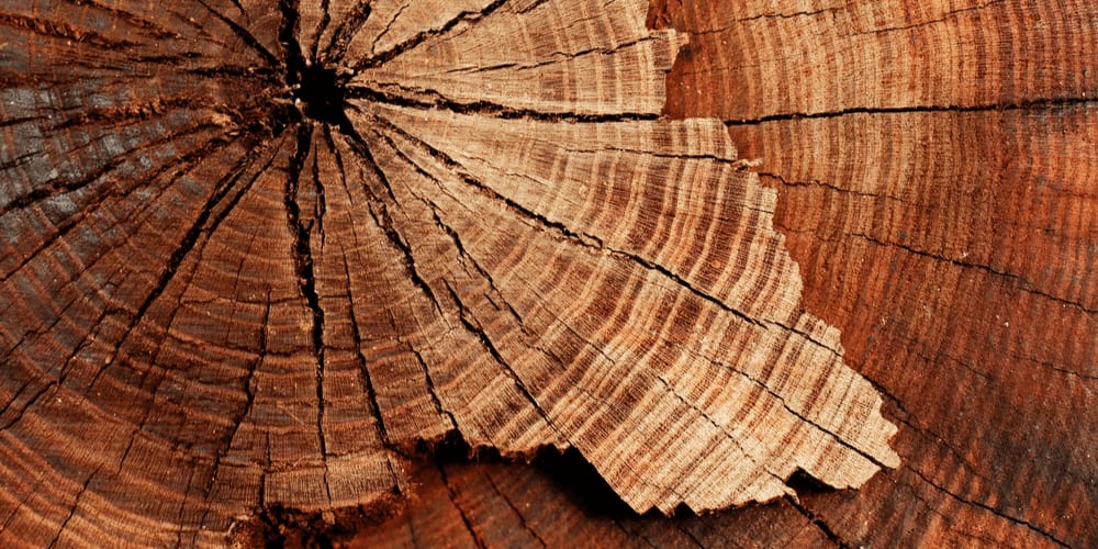 Tree structure: annual rings or just dead weight?