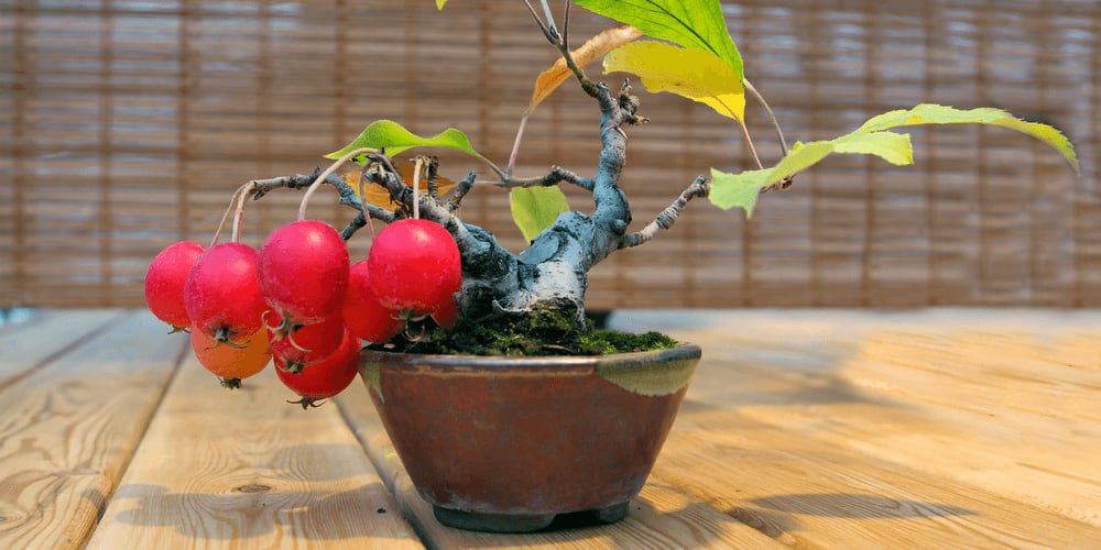 A fruitful Bonsai apple tree.