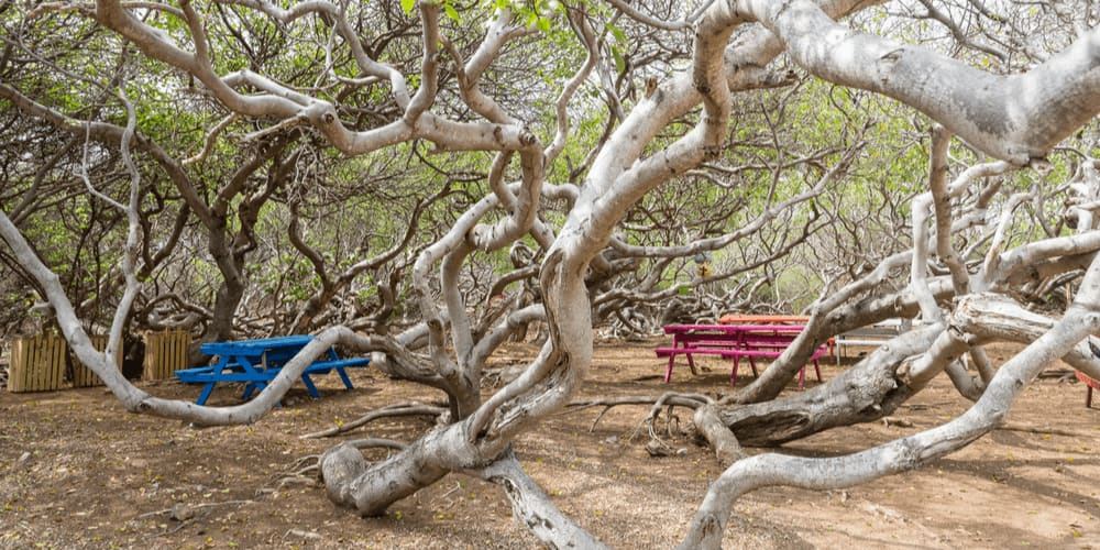 You can't touch this... Manchineel tree!