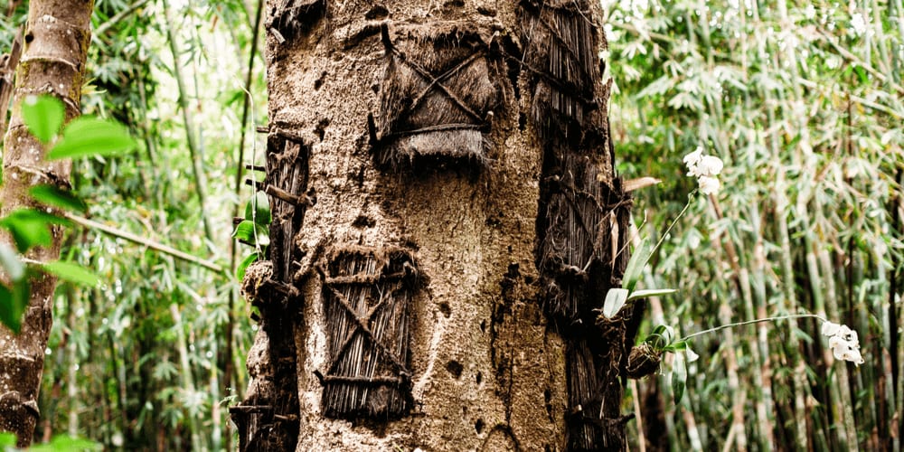 This tree is a cemetery.