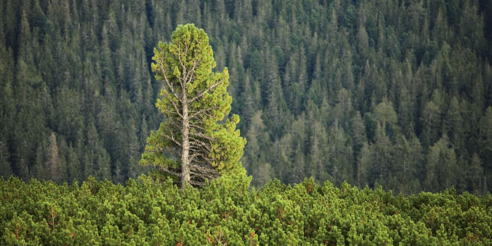 This tree is a giant of giants!