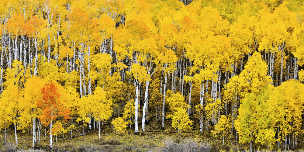 This forest consists of multiple clones of a single aspen tree.