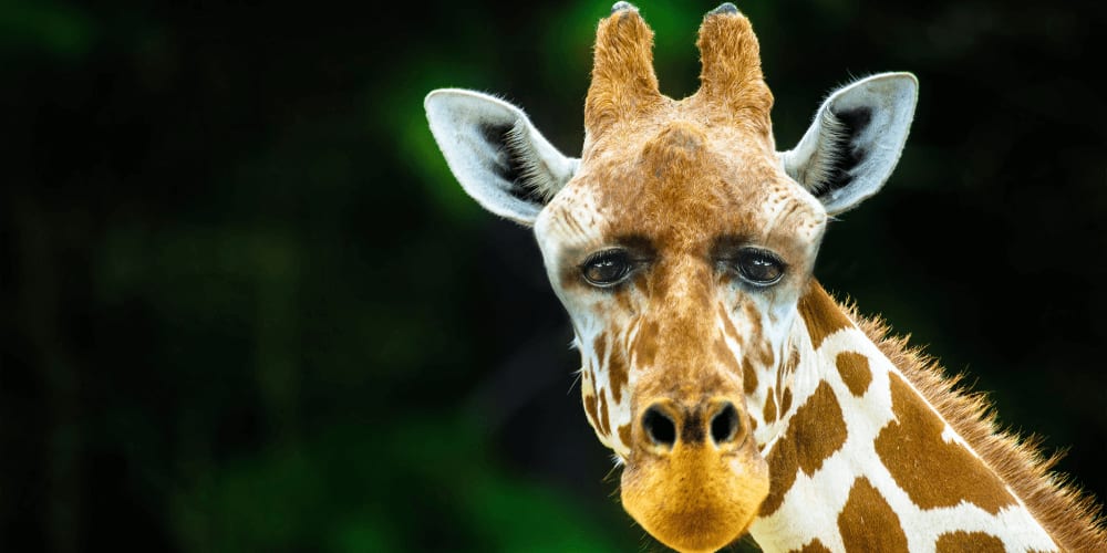 Eyes on the Sides: Nature's Fancy or Necessity?