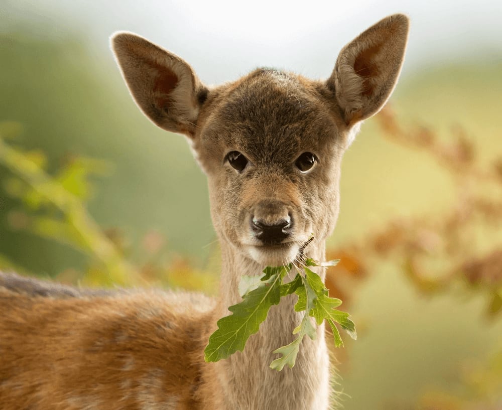 Deer with eyes in the front