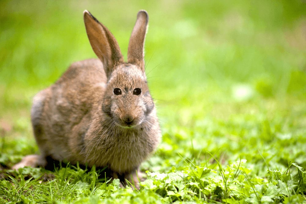 Rabbit with eyes in the front