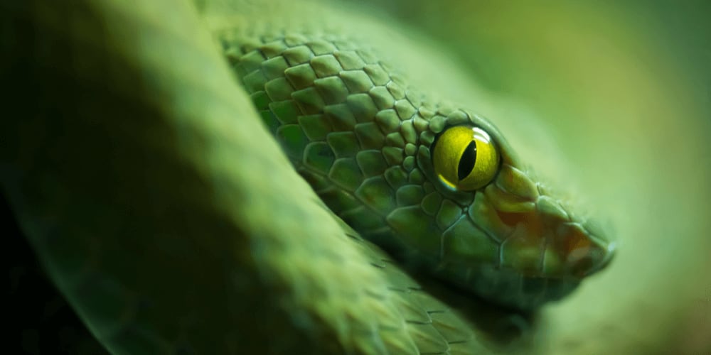 Spooky but Real: Scariest Animals Alive