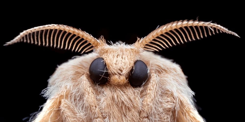 Poodle Moth