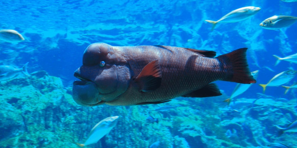 Asian Sheepshead Wrasse
