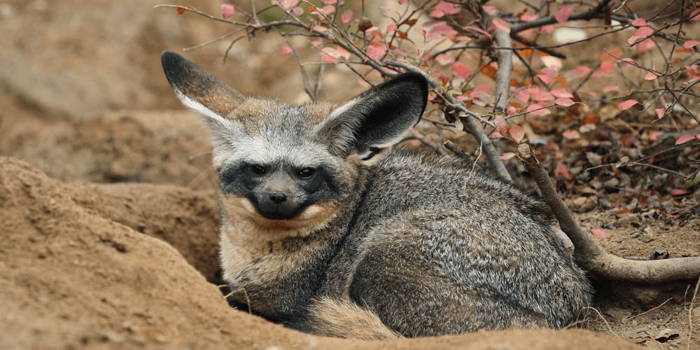 Bat-Eared Fox