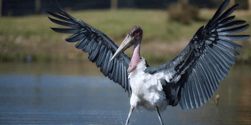 Marabou Stork