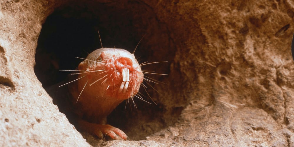 Naked Mole Rat