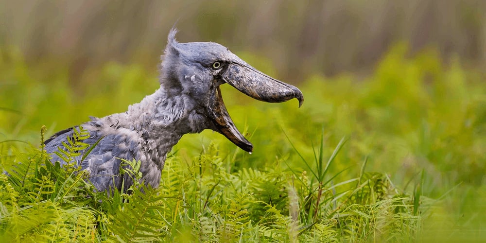 Shoebill