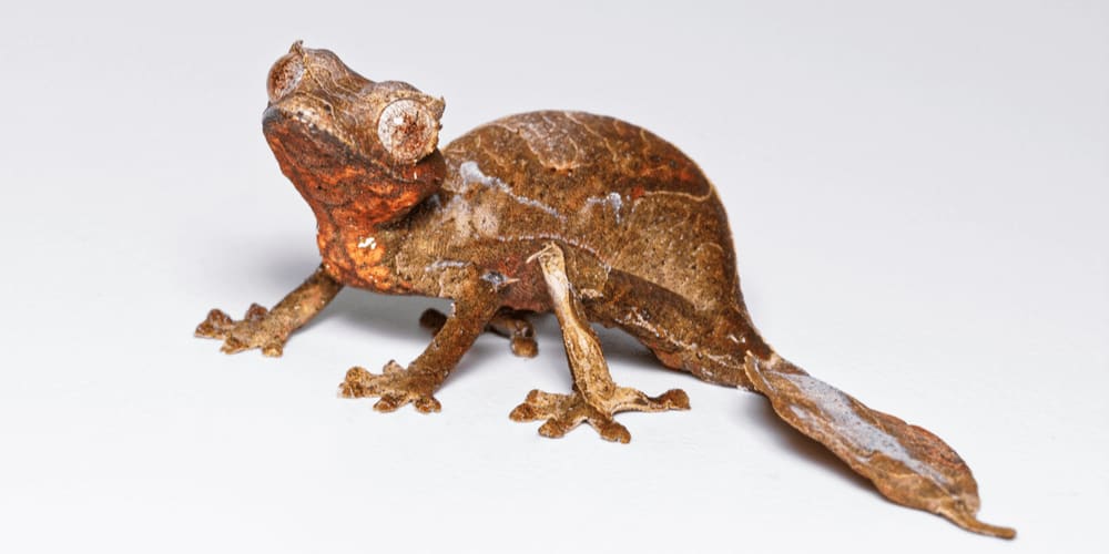 Baweng Satanic Leaf Gecko