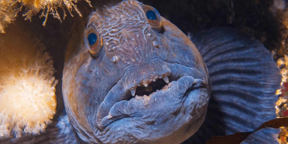 Wolffish