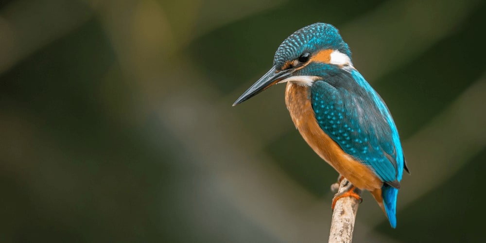I Believe I Can Fly or How to Become a Birdwatcher