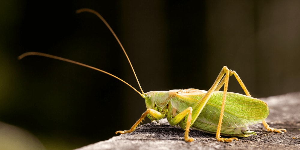 Cricket produces a sound that annoys misophonics