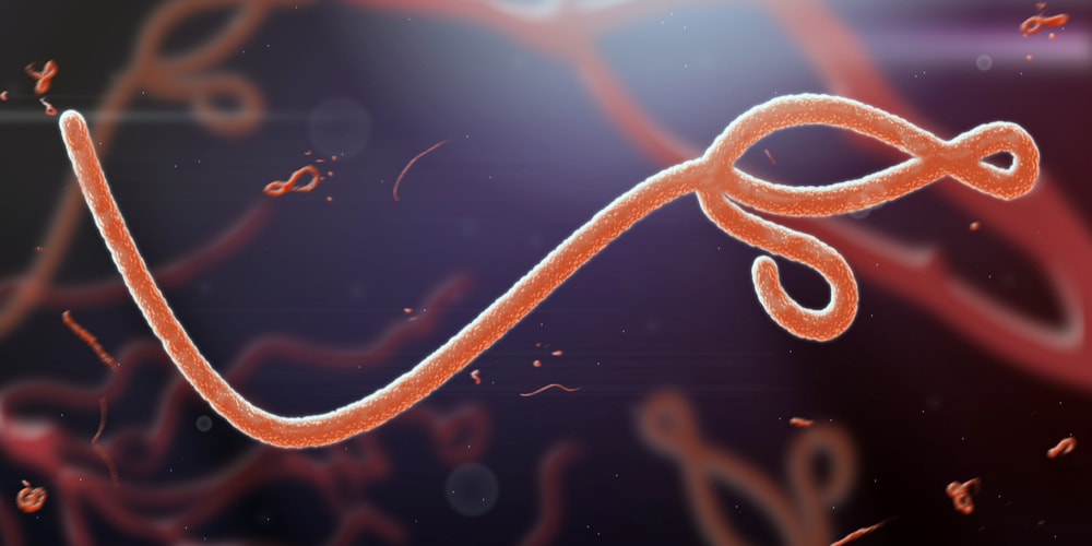 Ebola virus