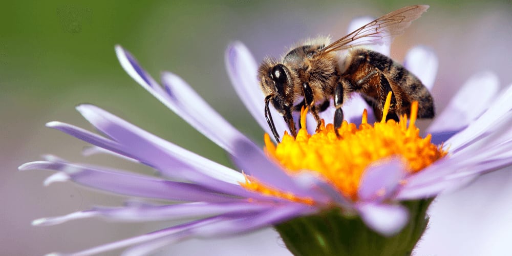 Bees can link symbols to numbers