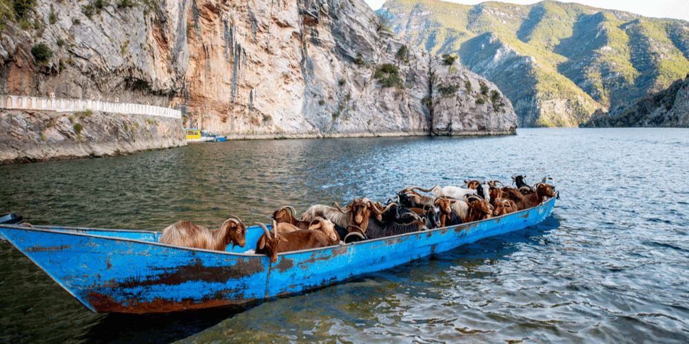 If only you had three goats and no tigers, right?