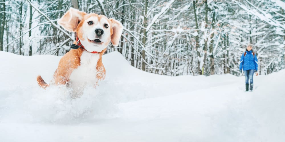 Walk your dog and let it enjoy the snow with you!