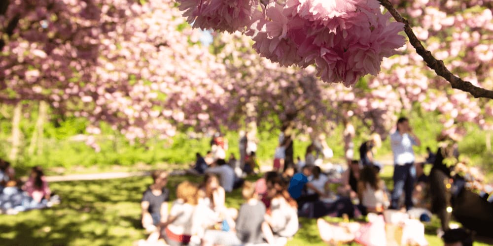 Consider how popular your picnic spot is