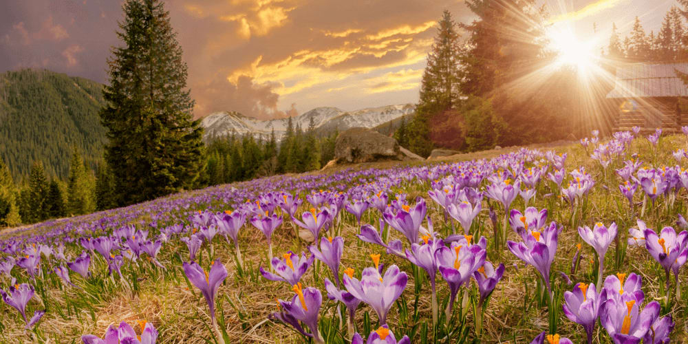 7 Most Photogenic US Places to See Spring Wildflowers Bloom