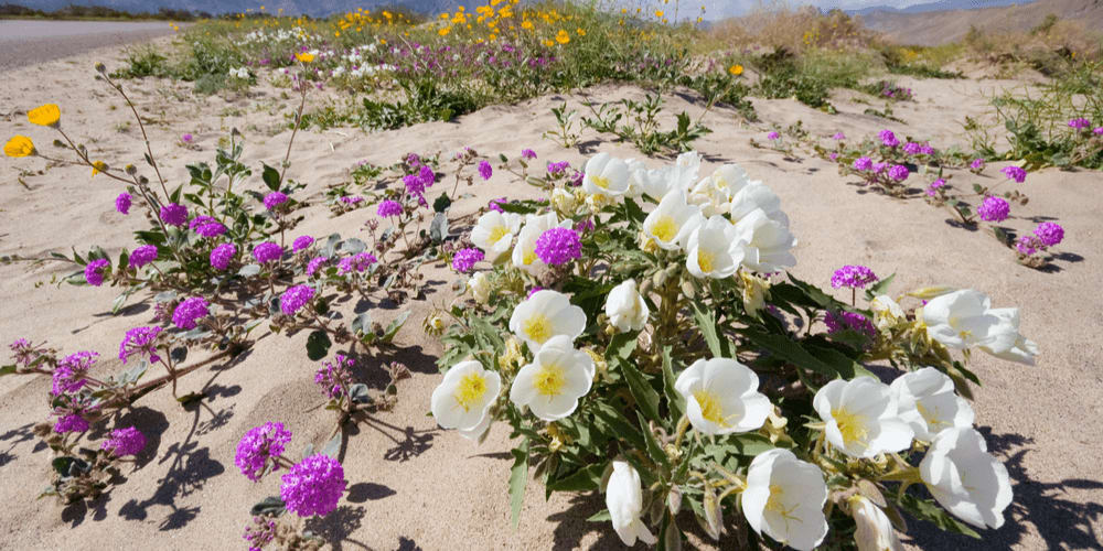 Anza-Borrego State Park, California