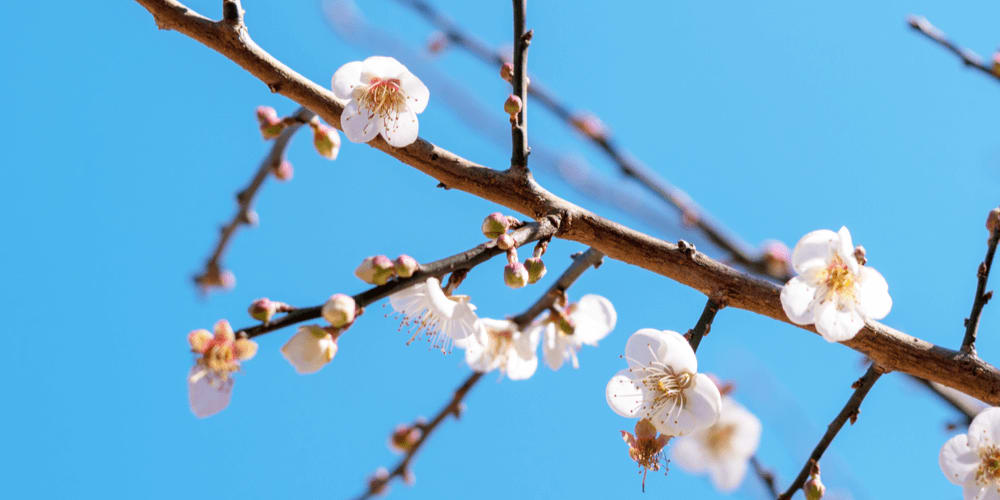 Vernal Equinox: Welcome Spring!