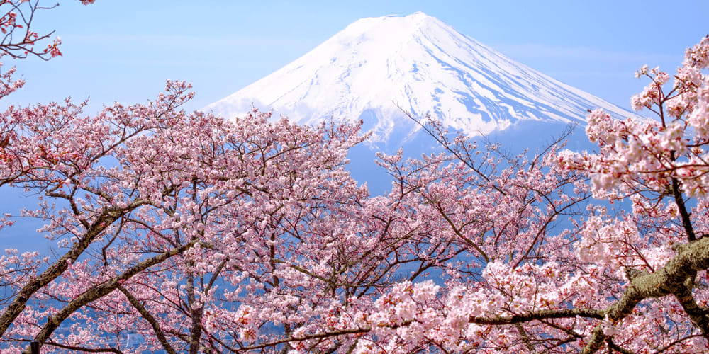 Japanese Cherry Blossom Forecast