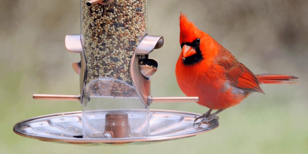 The Basics of Bird Feeding