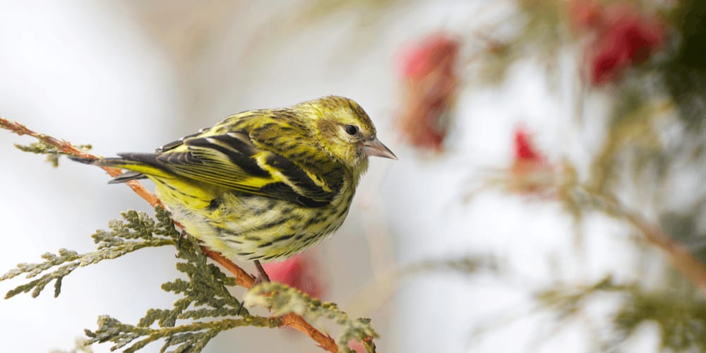 Pine Siskins like nyjer