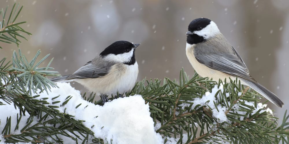 Chickadees