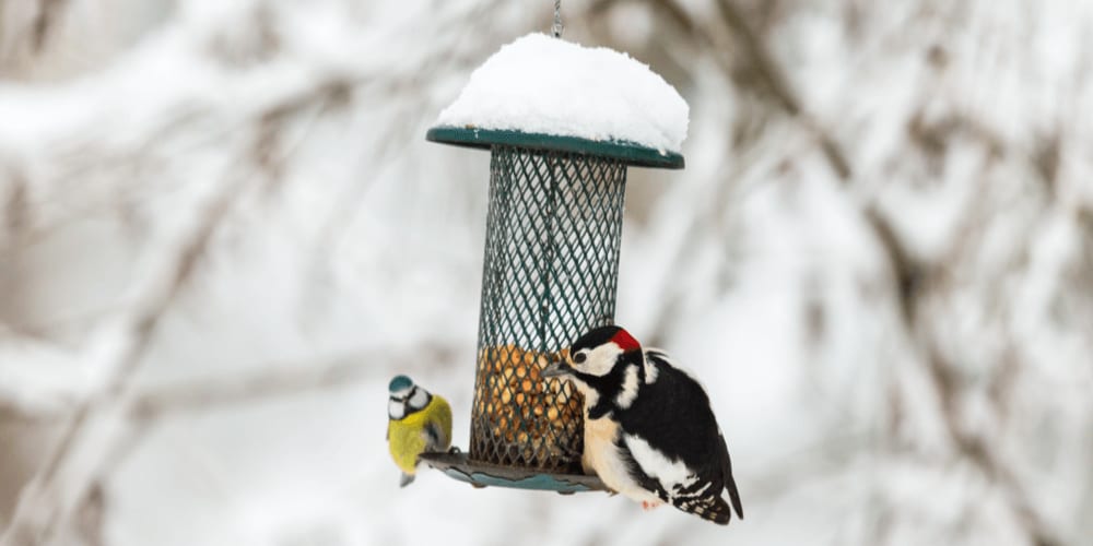 Bird feeder placement