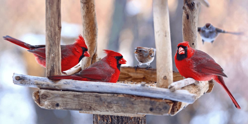 Cardinals feedinf from a feeder