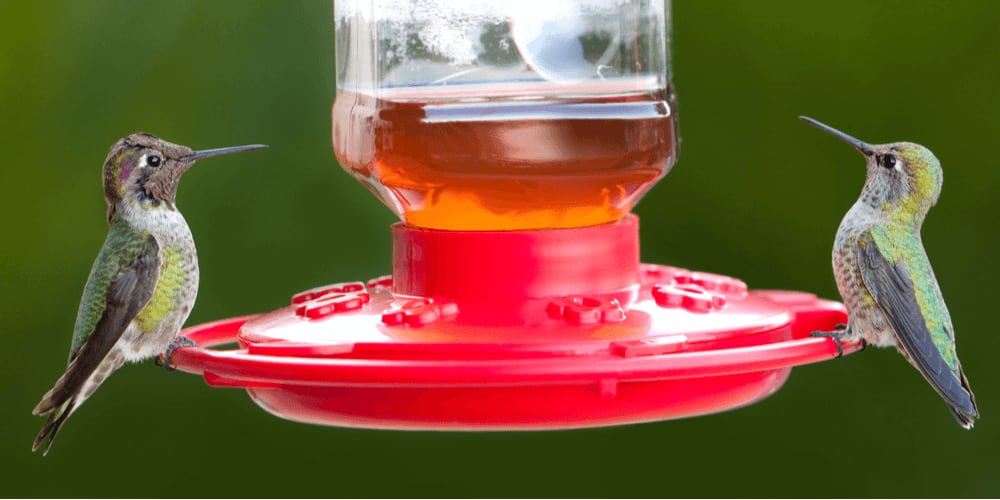 Hummingbirds drink nectar from feeders