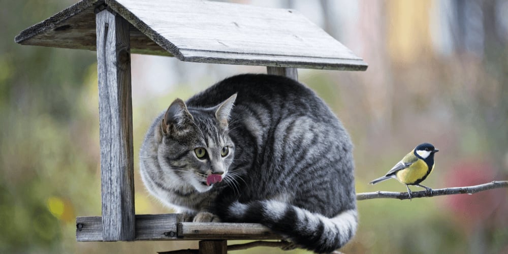 Cats can attack bird in feeders