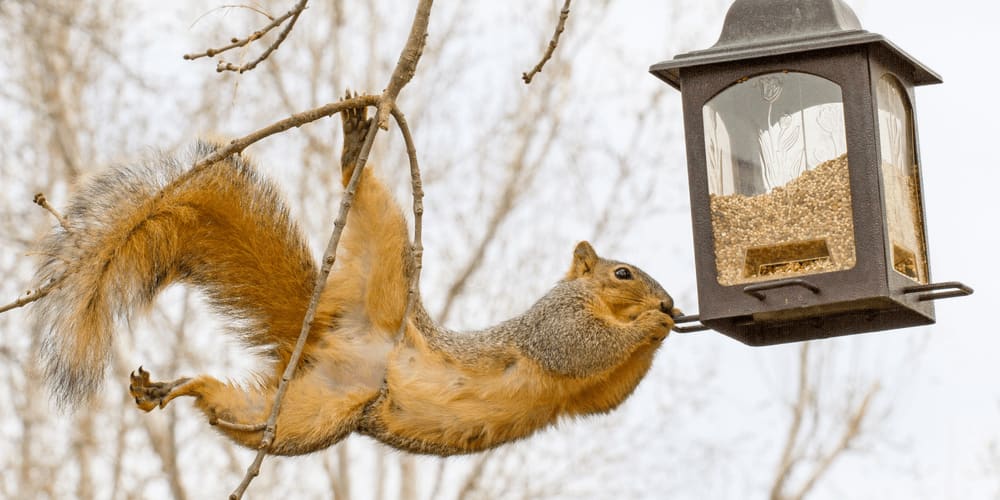 Squirrel steals seeds from a bird feeder