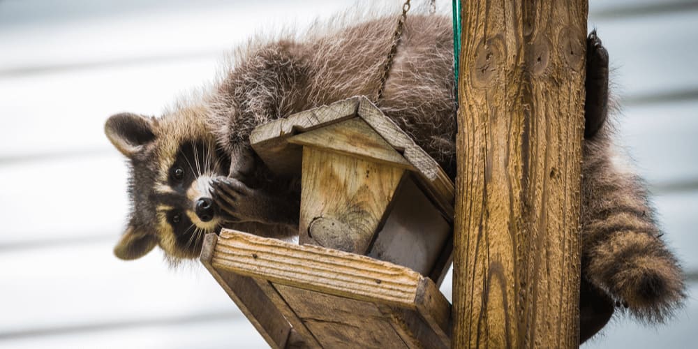 Raccons can steal food from bird feeders