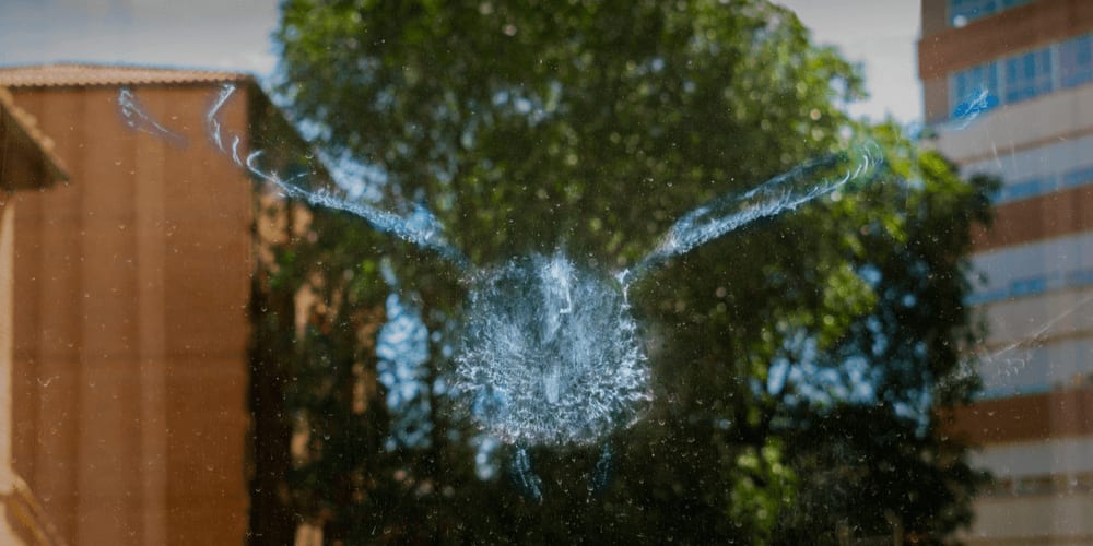 Careless sparrow bumped into a window