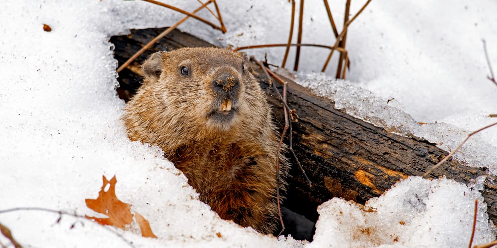 Groundhog peeking out from its den