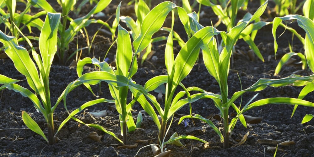 Planting corn