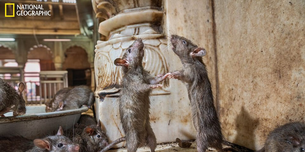 Dancing rats